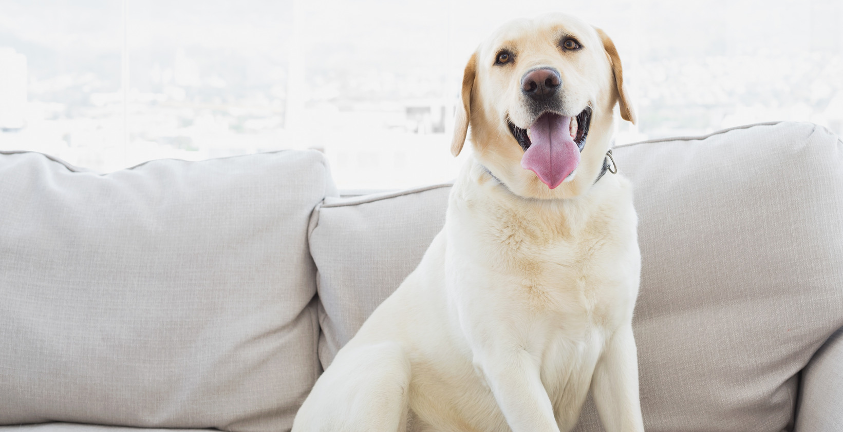 upholsterycleaning